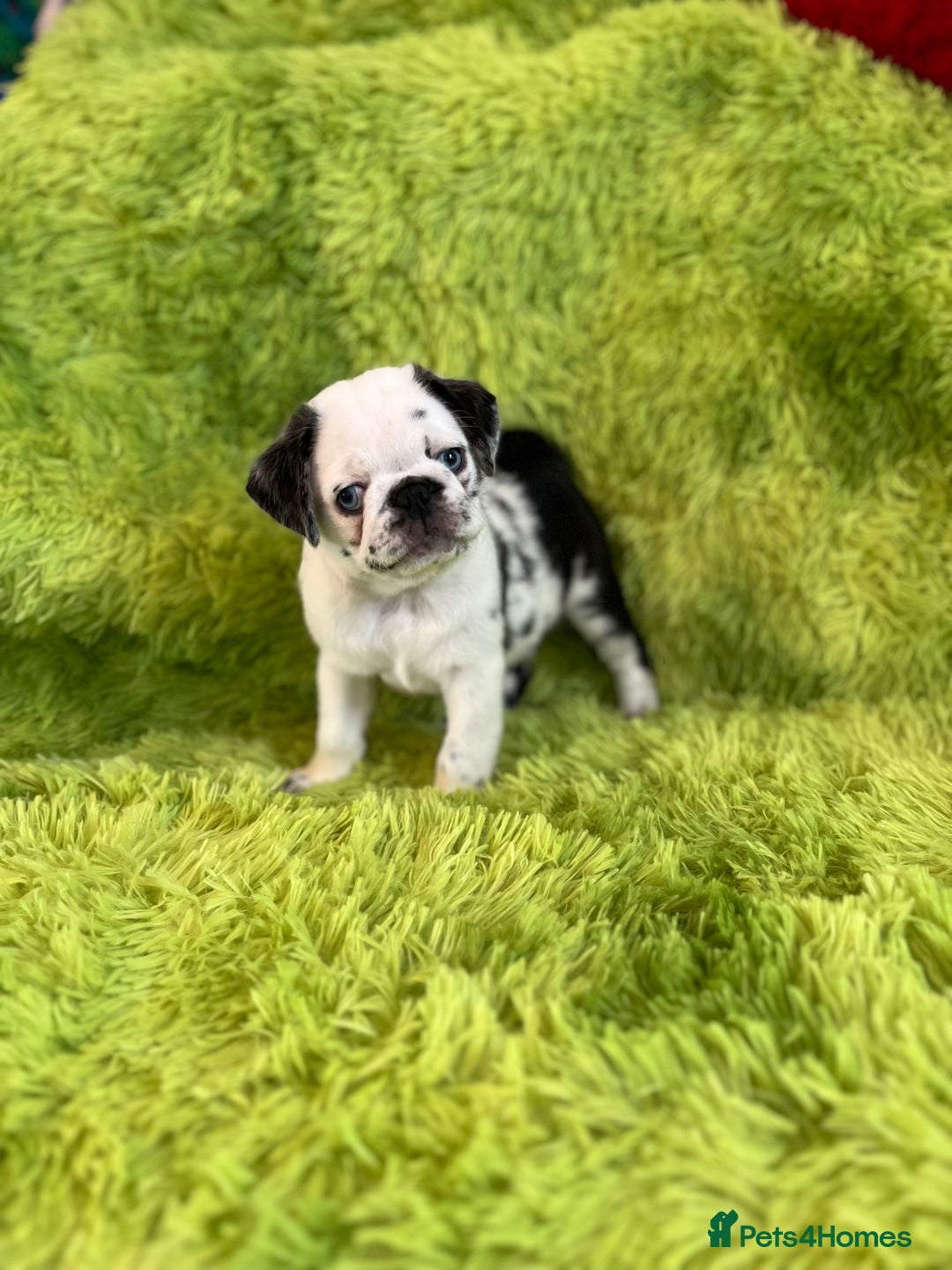 Pug dogs for sale: Loving Pug Puppies  - Image 1