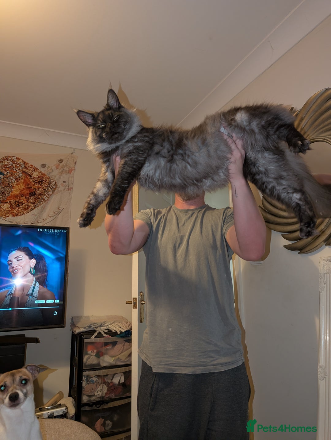 Maine Coon cats for sale: Tica active black smoke mainecoon - Advert 2