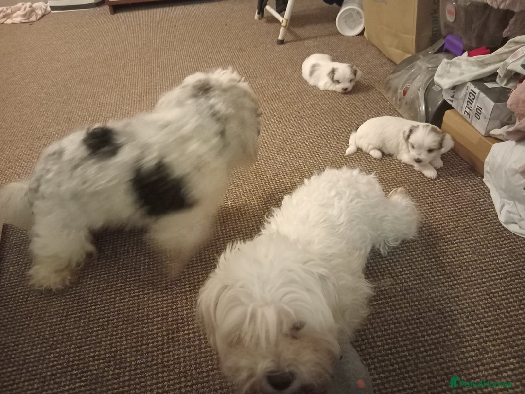 Bichon Frise dogs for sale: for sale  - Advert 10