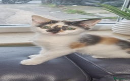 Mixed Breed cats for sale: Pika & pumkin - Image 4