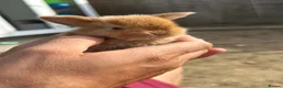 Mini Lop rabbits for sale: Mini lop rabbits - Advert 10