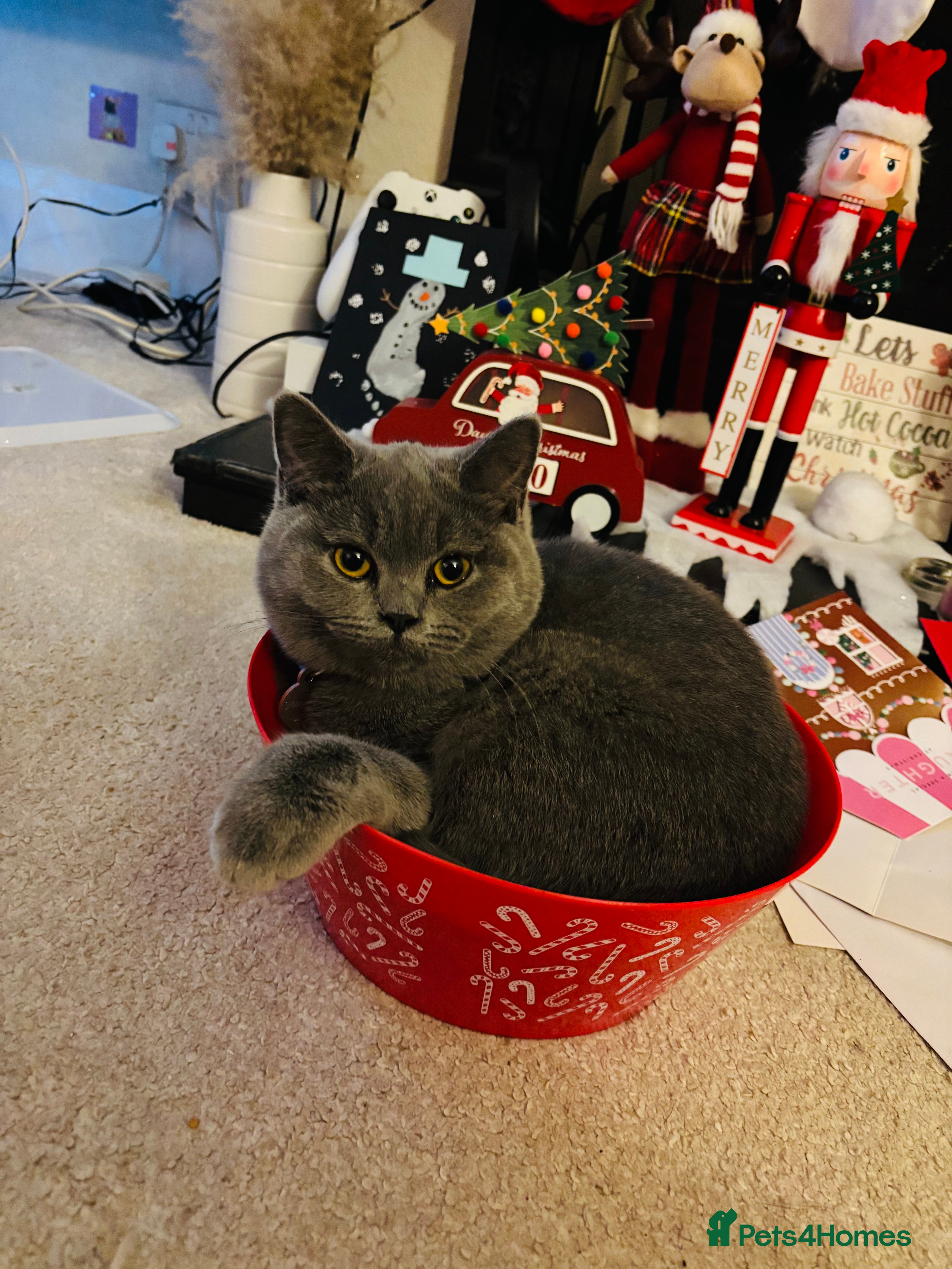 British Shorthair cats 6-Month-Old Female British Shorthair  - Advert 1