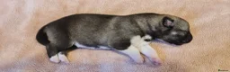 Siberian Husky dogs for sale: Well Socialised Home Raised Husky Puppies in Lincoln - Advert 18
