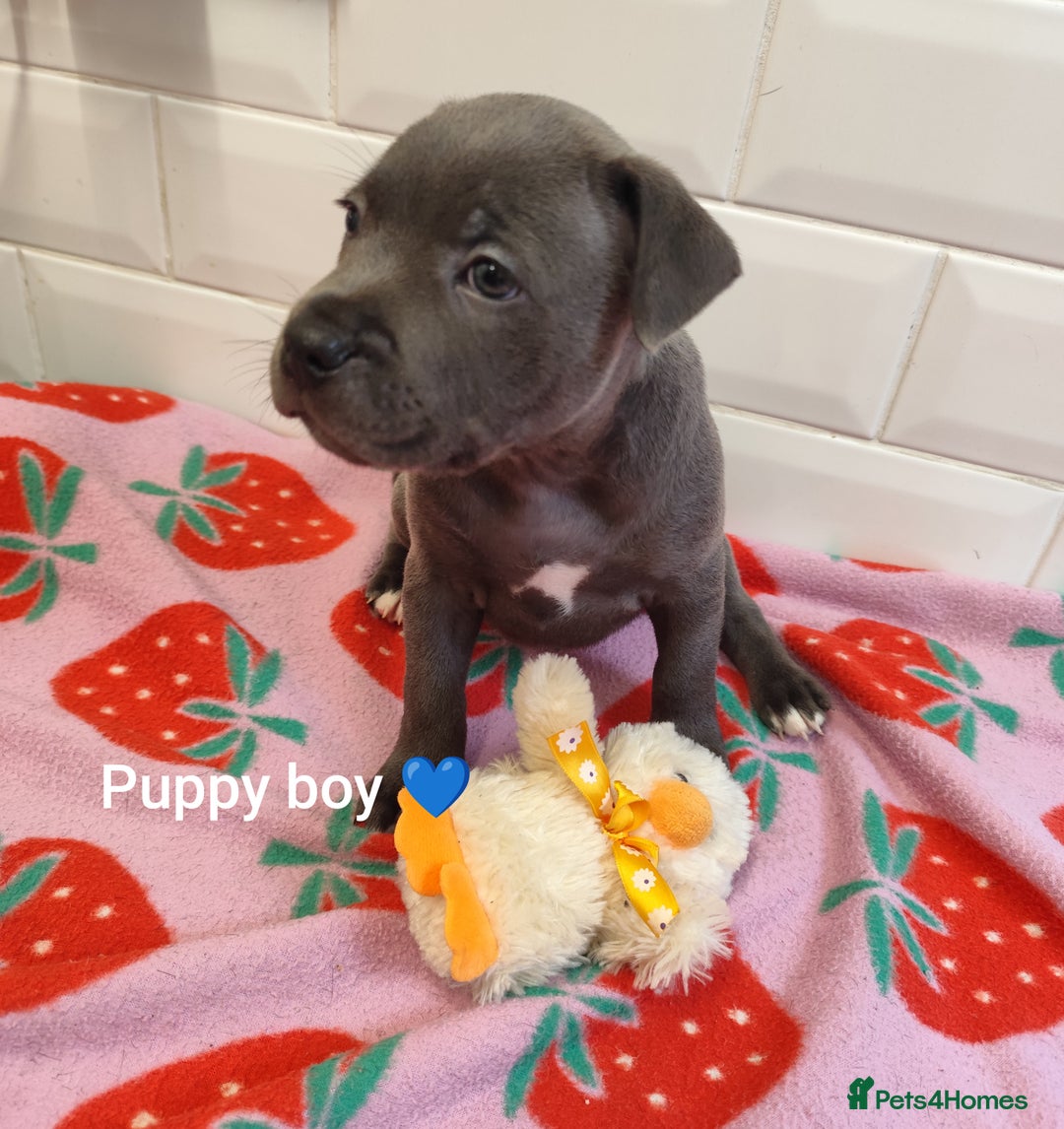 Staffordshire Bull Terrier dogs for sale: Blue Staffordshire Bull Terrier - Image 6