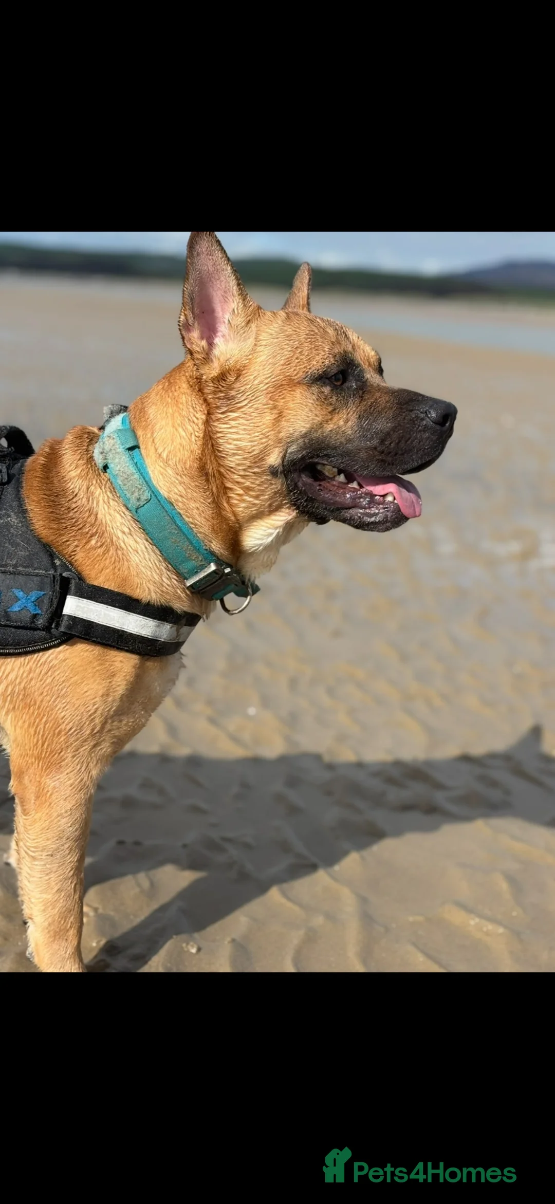 Mixed Breed dogs for sale: Max needs a new home  - Advert 10