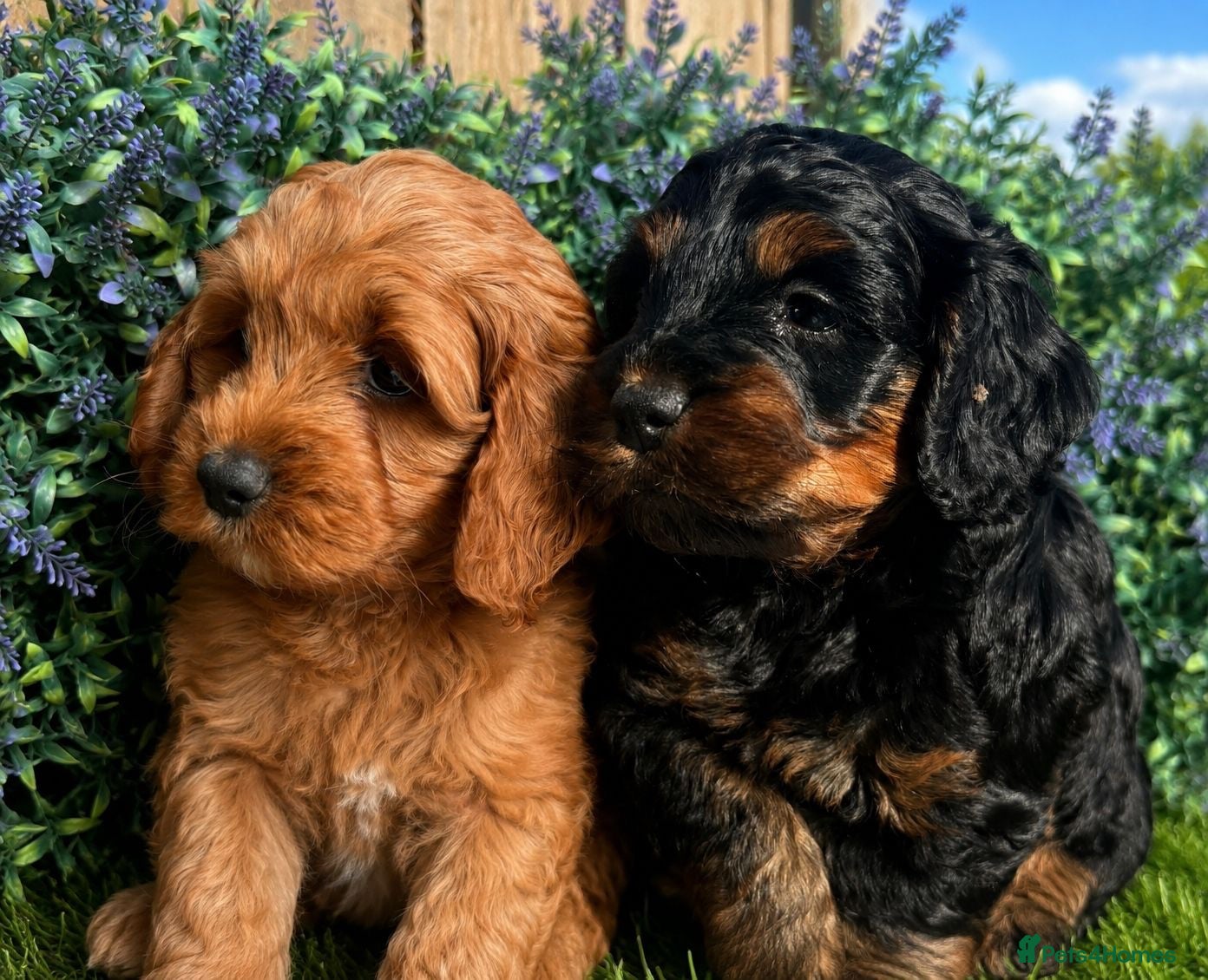 Cockapoo dogs READY NOW Toy cockapoo puppies.  - Advert 4