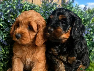 Cockapoo dogs READY NOW Toy cockapoo puppies. - Advert 4