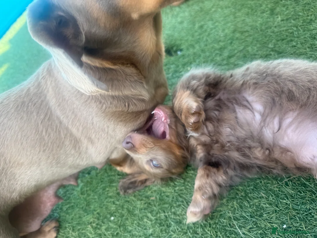 Miniature Dachshund dogs for sale: miniature dachshunds k c in Derby - Advert 1