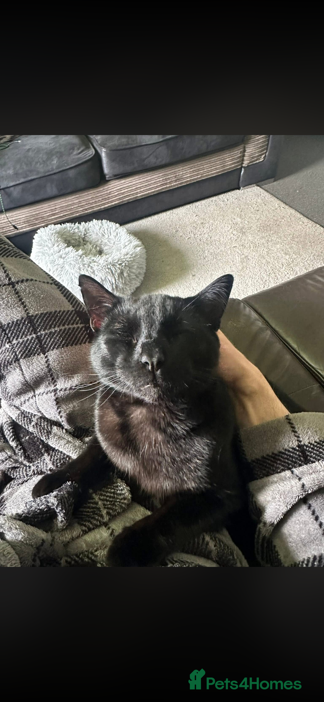 British Shorthair cats for sale: 2 bonded males - Advert 1