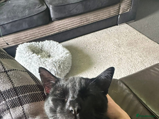 British Shorthair cats 2 bonded males - Advert 1