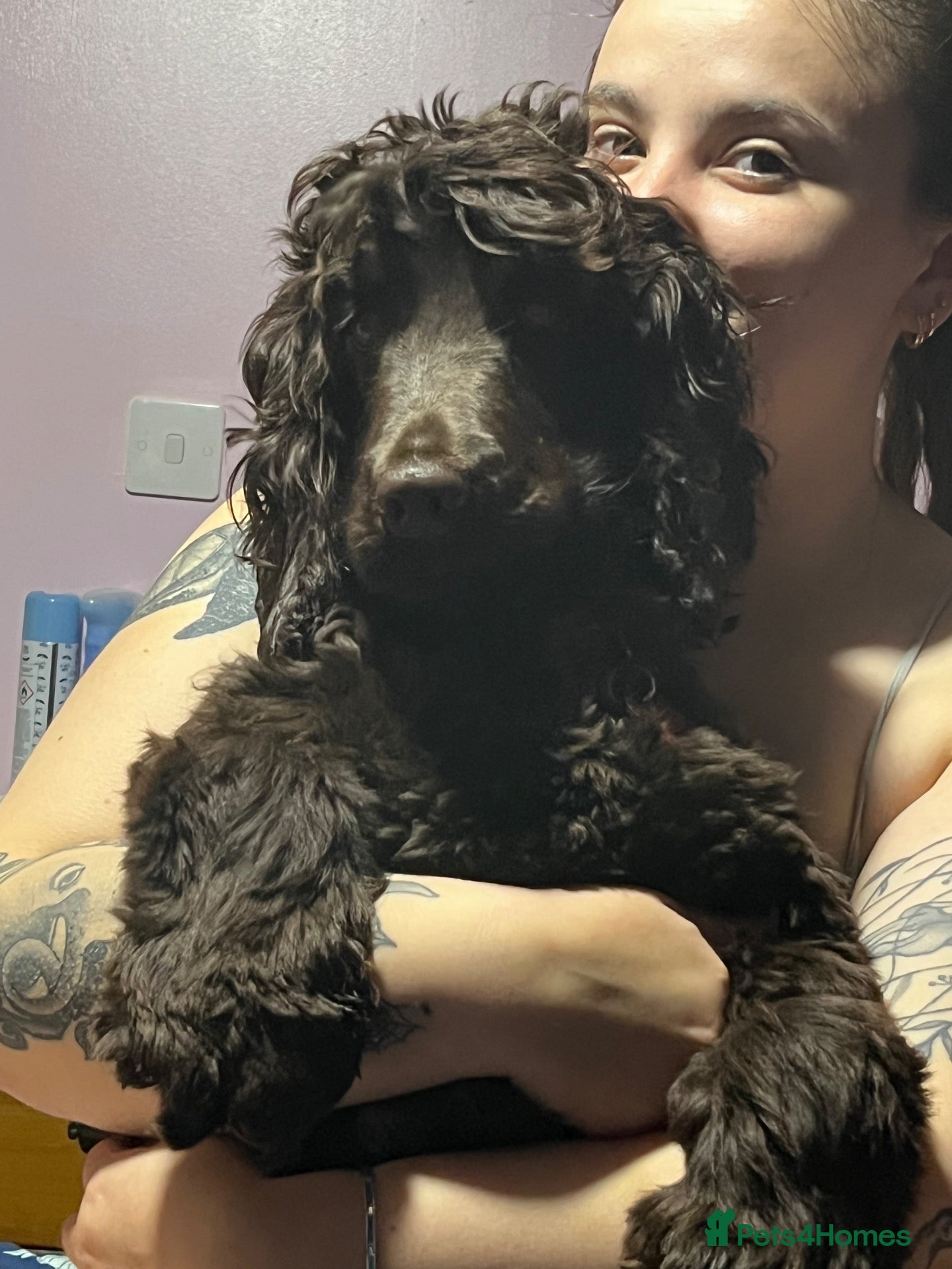 Cocker Spaniel dogs For sale / rehome - Advert 1