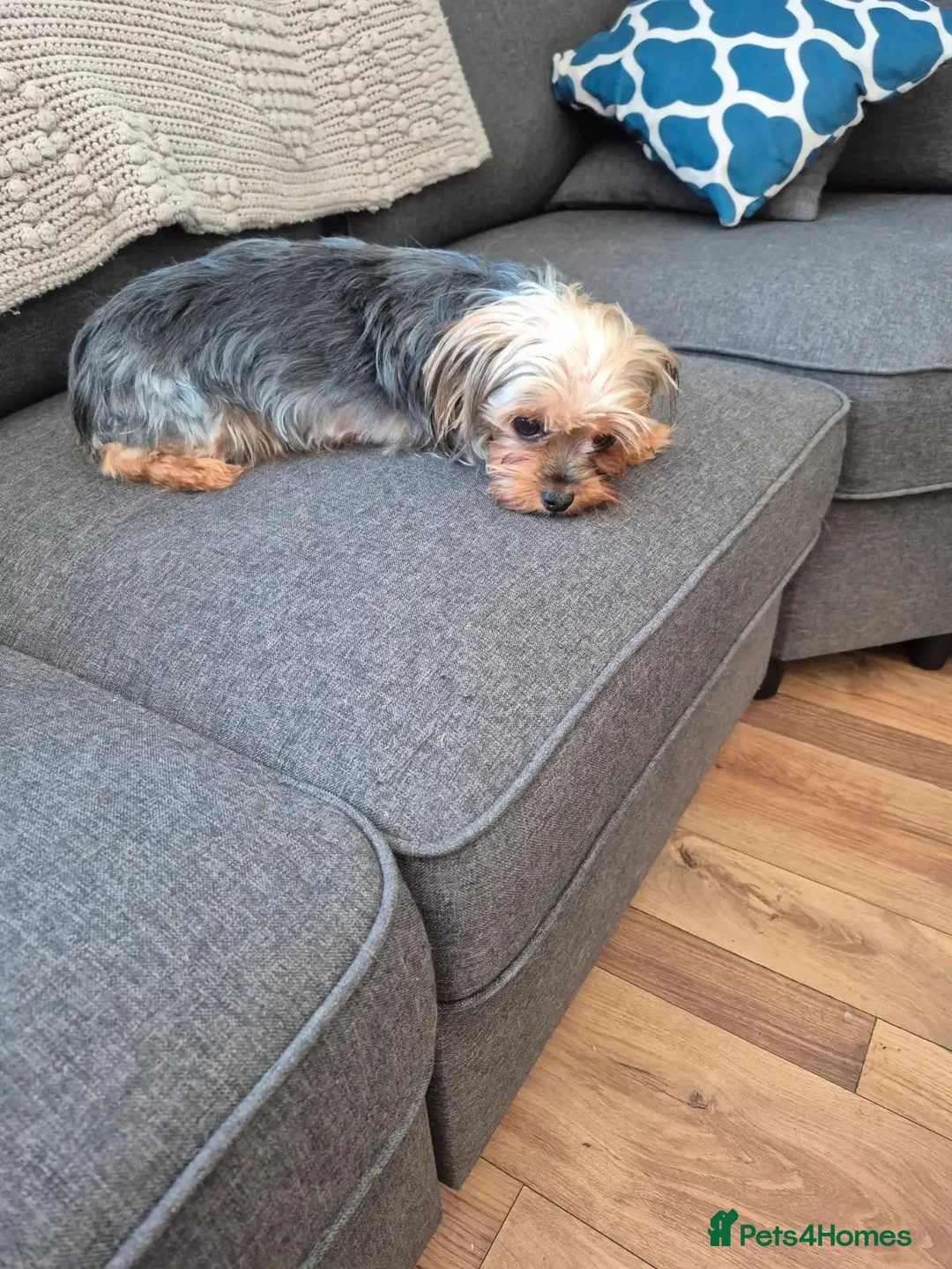 Yorkshire Terrier dogs for sale: PURE Yorkshire Terriers sweetheart❤️1 Boy & 1 Girl - Advert 7