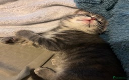 Maine Coon cats for sale: Maincoon X Bengal Tabby beautiful markings - Image 13
