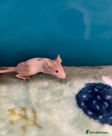 Mouse rodents for sale | Pets4Homes