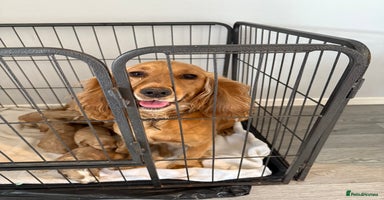 Cockapoo dogs - Advert 7