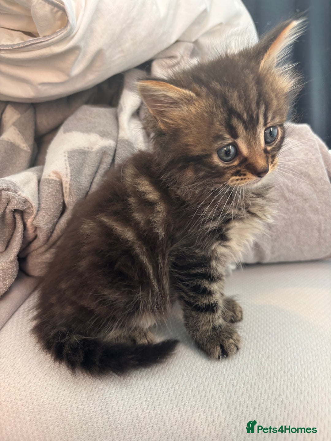 Brazilian Shorthair cats for sale: Kittens Breed From Brazilian Short Haired Mum  - Image 7
