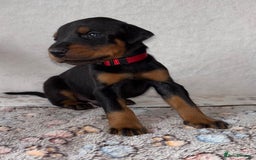 Dobermann dogs for sale: Doberman Puppies For Sale  - Image 9