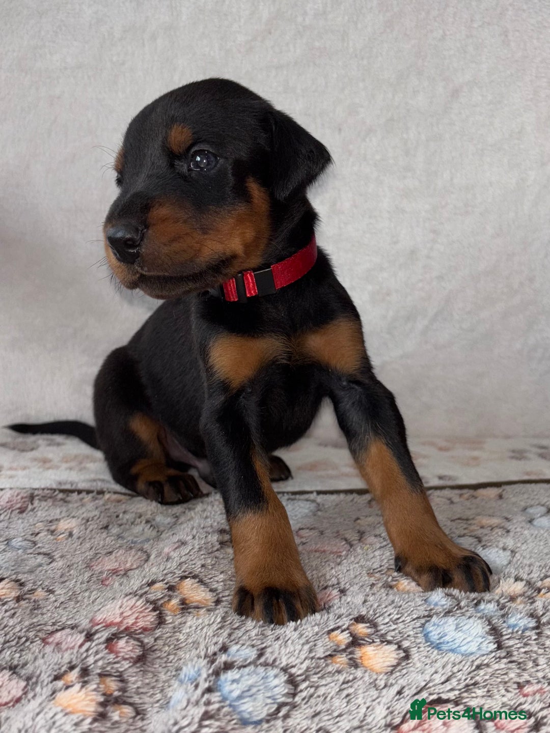 Dobermann dogs for sale: Doberman Puppies For Sale  - Image 9