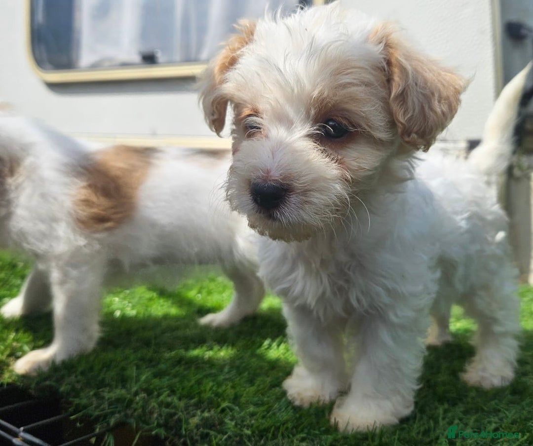 Mixed Breed dogs for sale: Mixed puppy’s  - Image 9