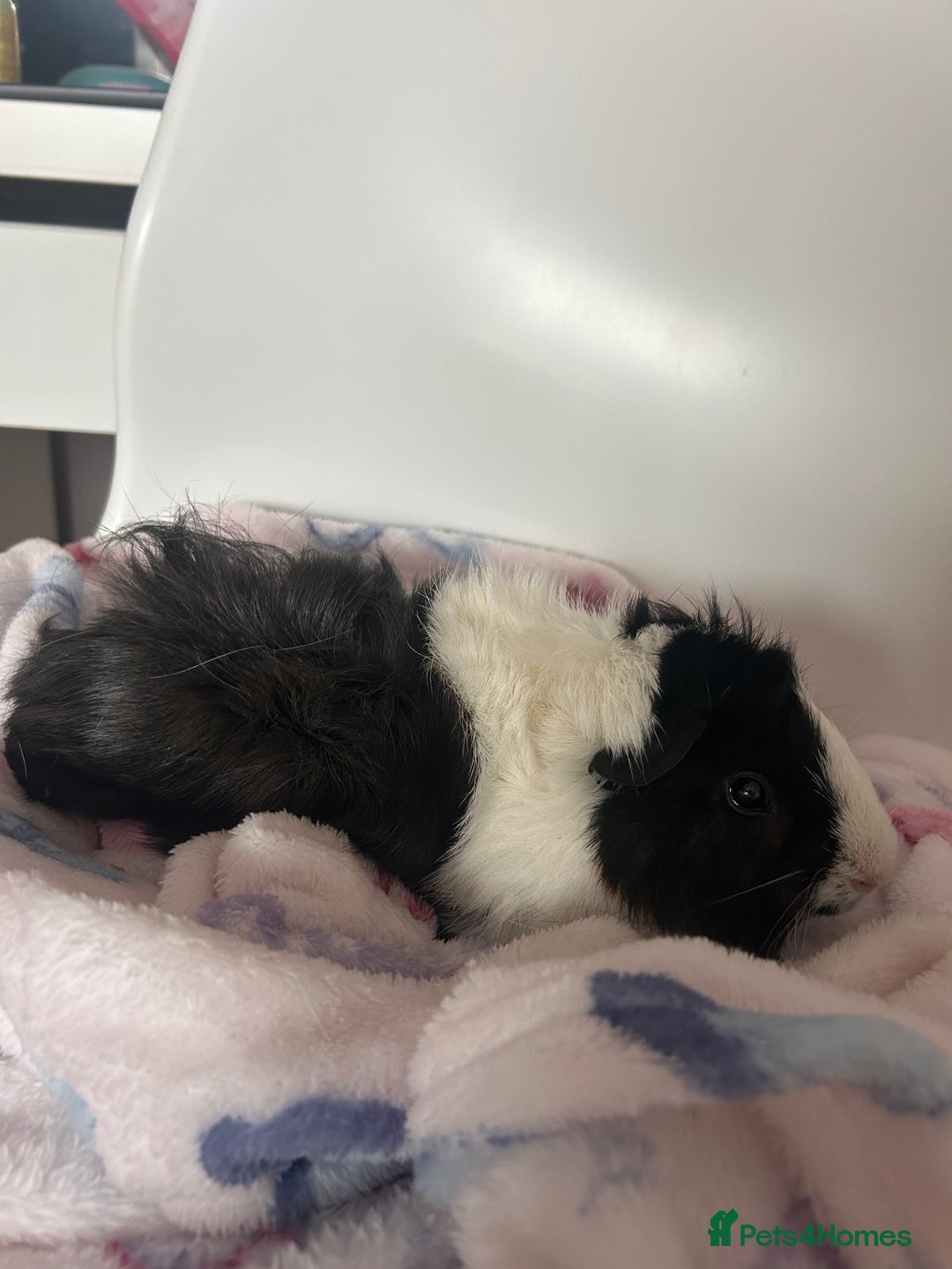 Guinea Pig rodents for sale: 2 Male Guinea Pigs + Large Cage – 5 Months Old - Image 4
