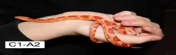 Corn Snake reptiles for sale: Babies Corn snakes - Advert 1