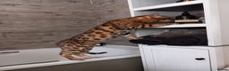 Bengal cats for stud: PROVEN ♡ Handsome BENGAL STUD > Carries SNOW + SLV in Birmingham - Advert 8