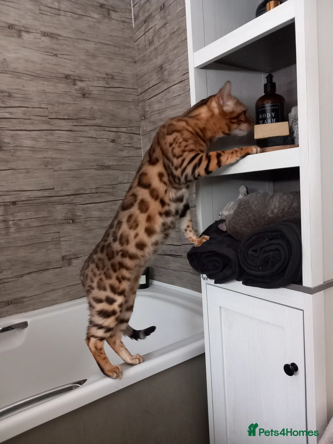 Bengal cats for stud: PROVEN ♡ Handsome BENGAL STUD > Carries SNOW + SLV in Birmingham - Advert 8