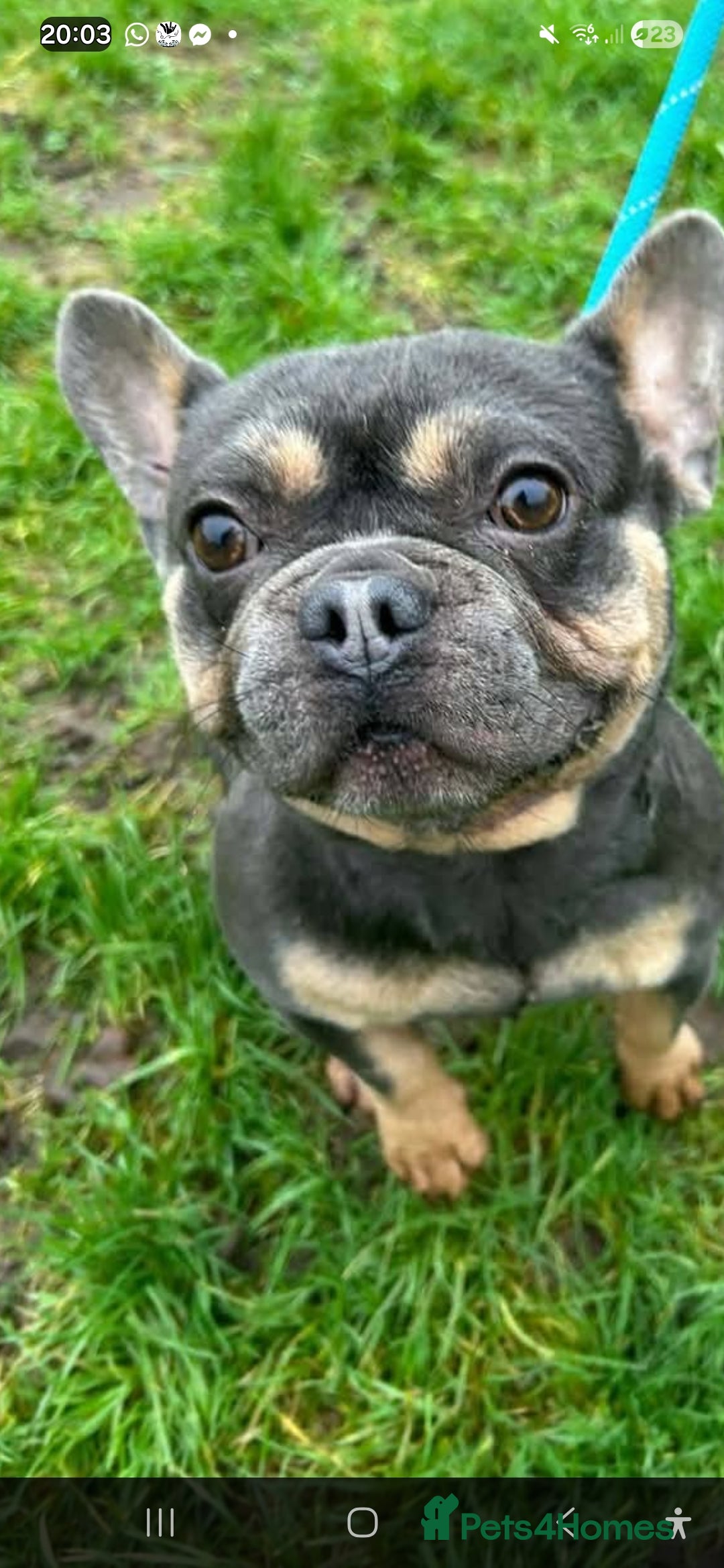 French Bulldog dogs for sale: 15 month old French bulldog, lilac and tan - Advert 5
