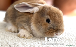 French Lop rabbits for sale: Beautiful Baby French Lops - Image 5