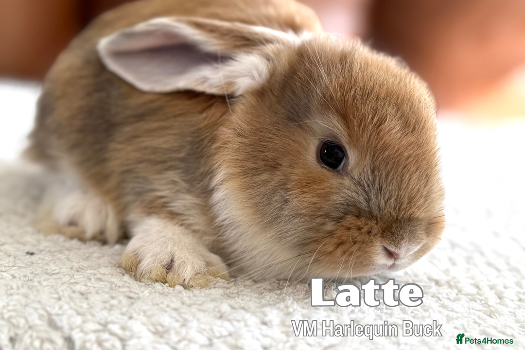French Lop rabbits for sale: Beautiful Baby French Lops - Image 5
