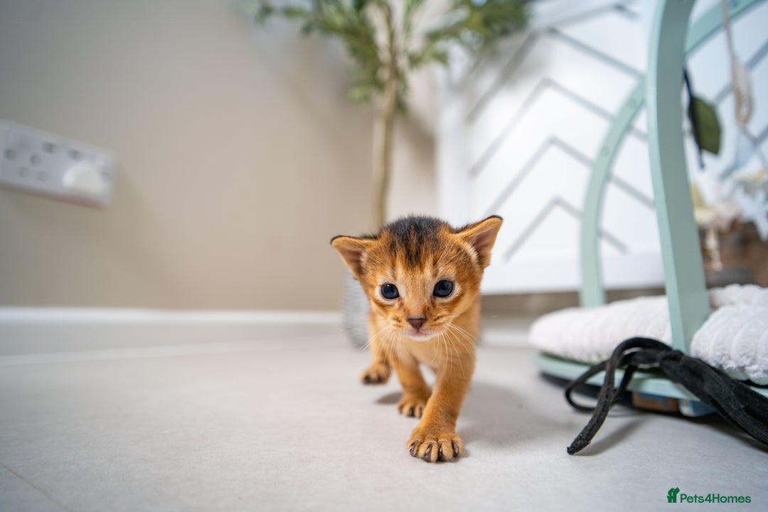 Abyssinian cats for sale: Champion Line Abyssinians- Rare Beauty- TICA reg. - Image 20