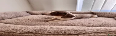 Miniature Dachshund 5