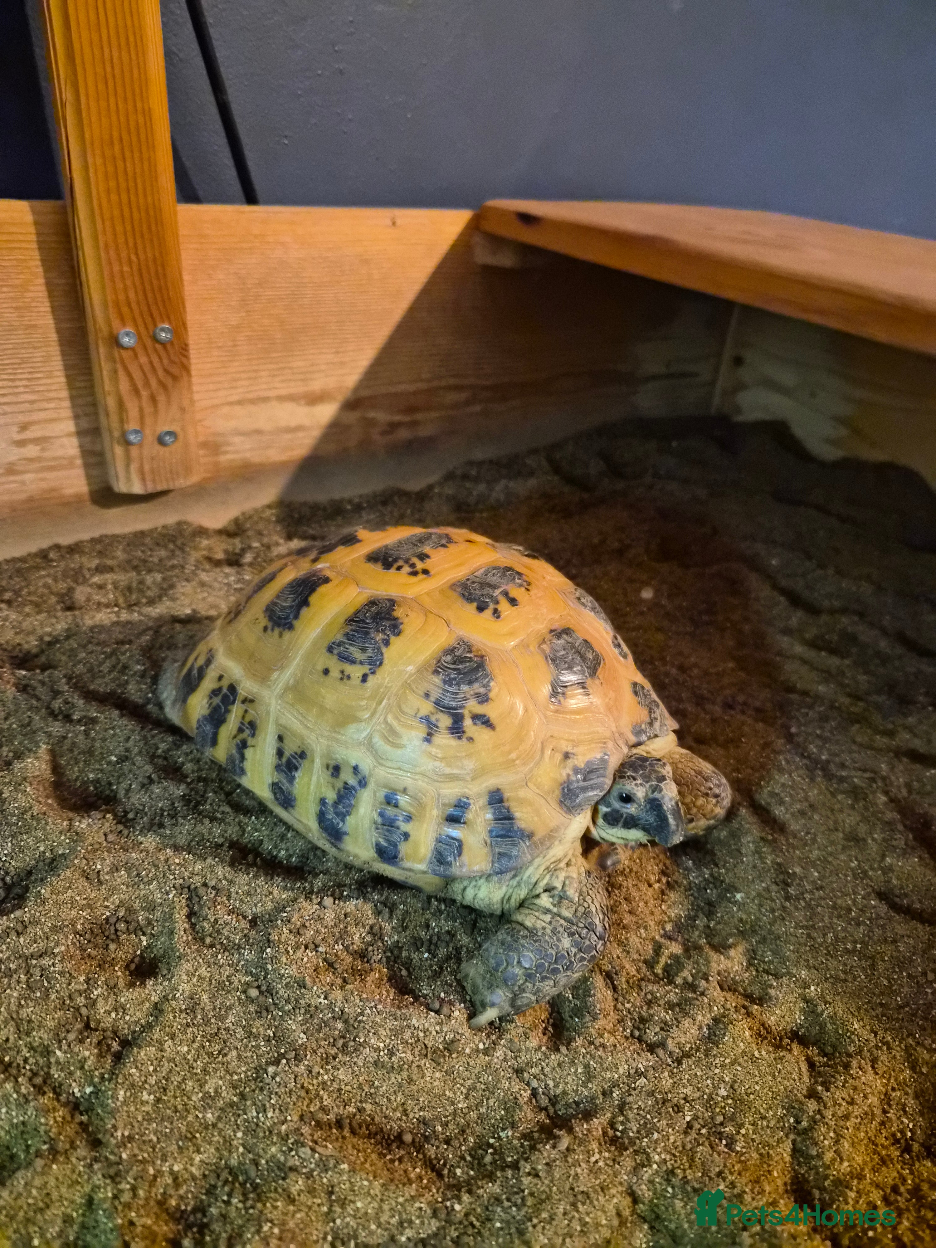 Tortoise reptiles Horsefield tortoise - Advert 2