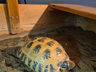 Tortoise reptiles Horsefield tortoise - Advert 1