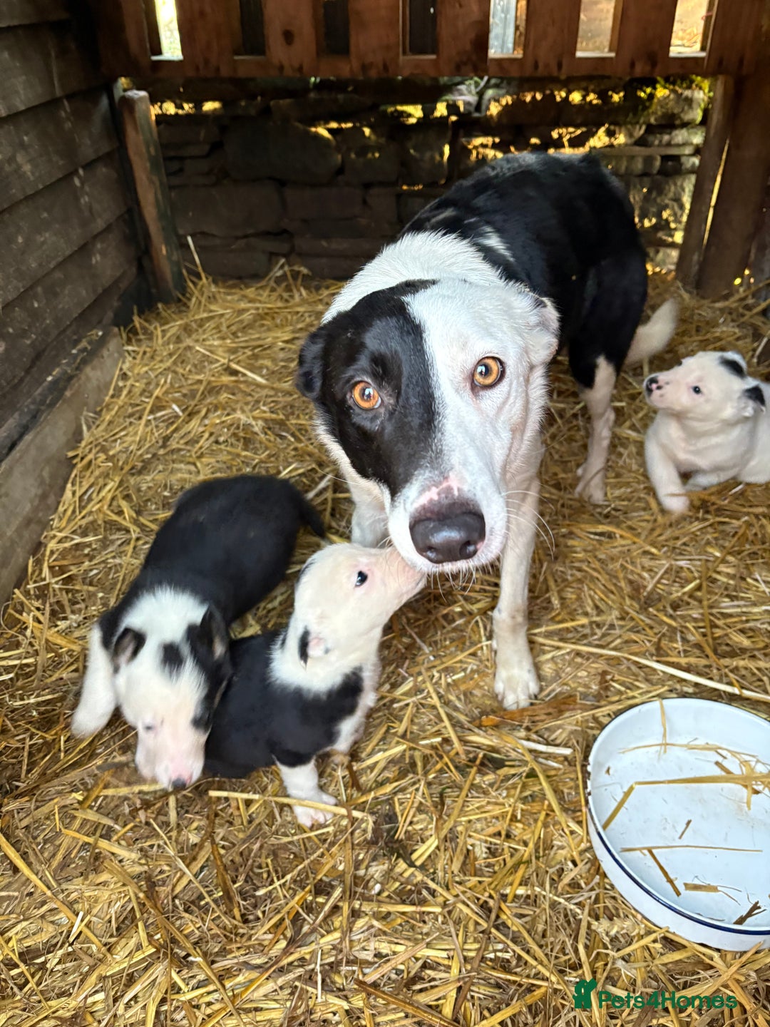 Border Collie dogs for sale: 4 Lovely bold collie dog pups - Advert 7