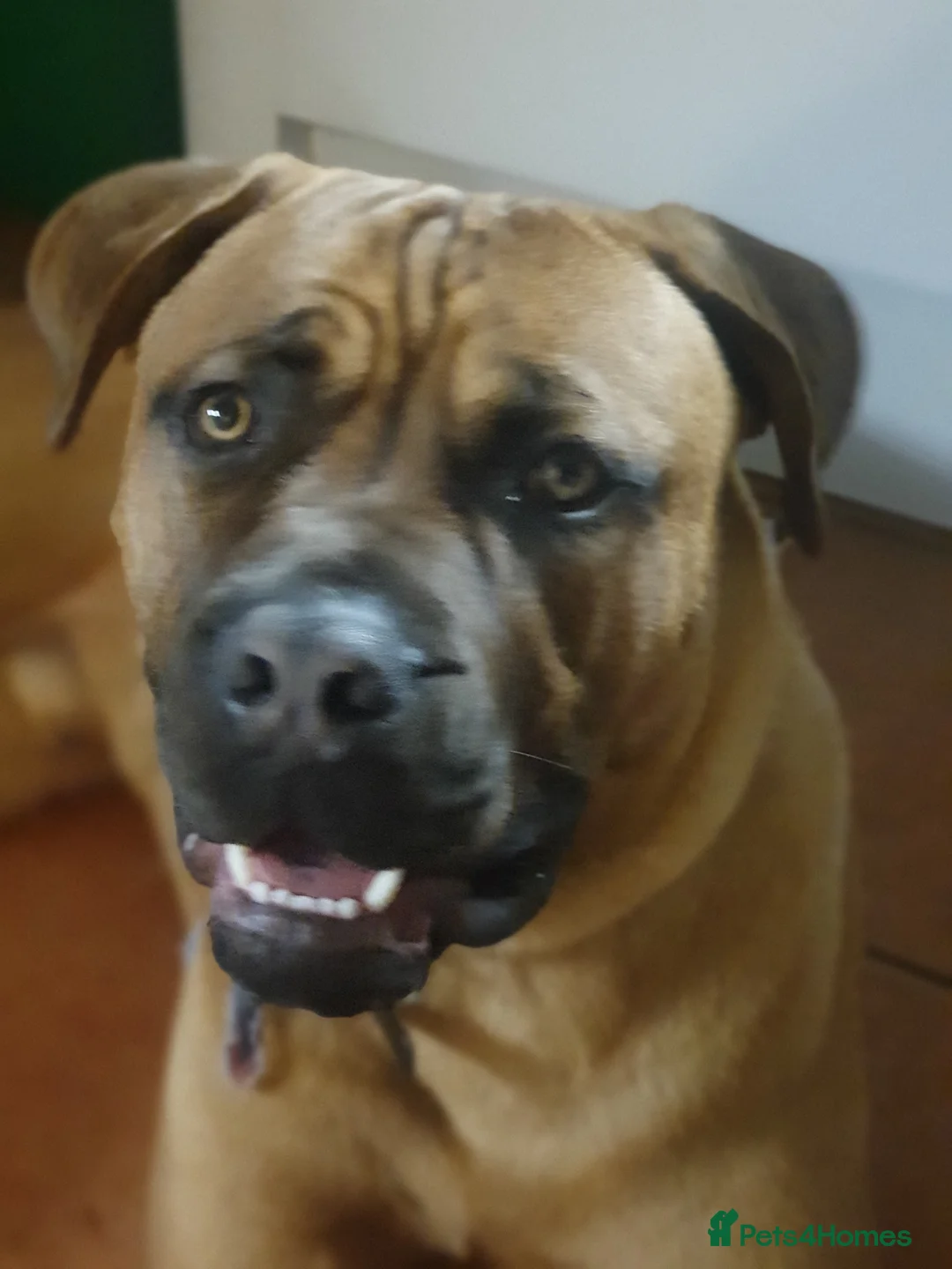 Mixed Breed dogs for sale: Maverick cane corso Cross mastiff - Advert 2