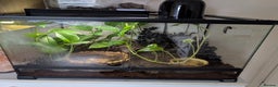 Skink reptiles for sale: White eye crocodile skink  - Advert 4