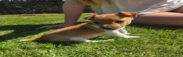 Jack Russell dogs for sale: Legally Docked Miniature Jack Russel Bitch Pup in Colne - Advert 1