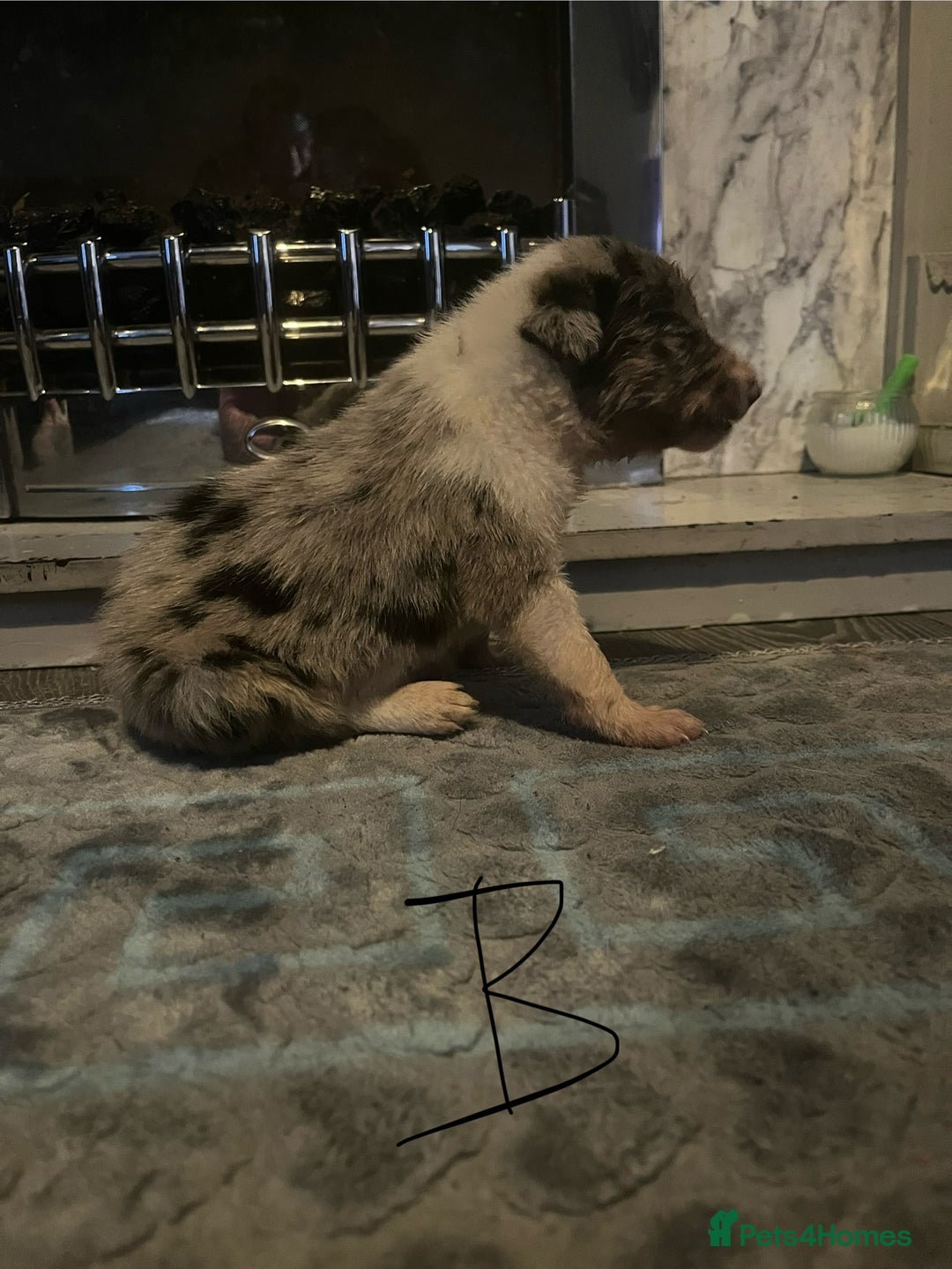 Border Collie dogs for sale: Border collie puppies - Image 4