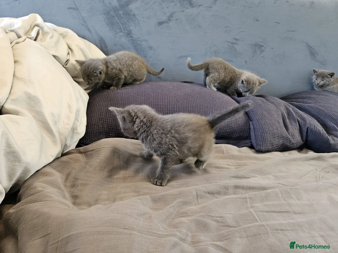 Russian Blue cats for sale: Pure Bred Russian Blue Kittens - Advert 11