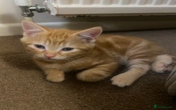Mixed Breed cats for sale: Ginger male kittens  - Image 2