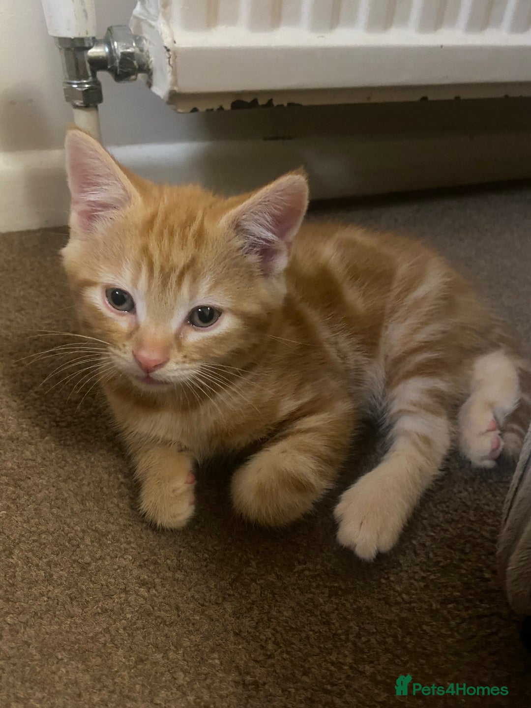 Mixed Breed cats for sale: Ginger male kittens  - Image 2