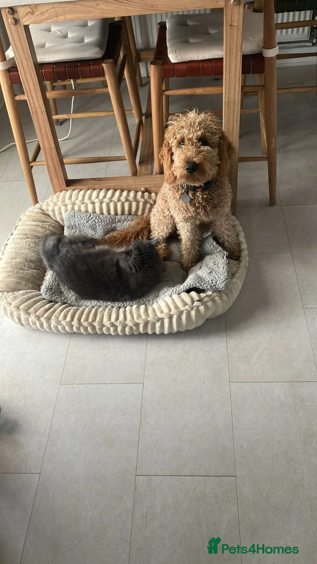 Labradoodle dogs for sale: Charlie - Advert 2