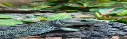 Lizard reptiles for sale: Male European Eyed Lizard / Jewled Lacerta in Petworth - Advert 1