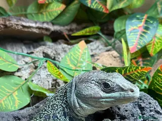 Lizard reptiles Male European Eyed Lizard / Jewled Lacerta - Advert 16