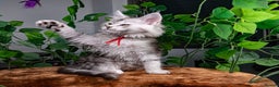 Maine Coon cats for sale: 8 STUNNING PEDIGREE TICA REG MAINE COON KITTENS - Advert 31