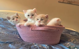 British Shorthair cats for sale: 🐻‍❄️Bundle Of Joy🐻‍❄️ - Image 8