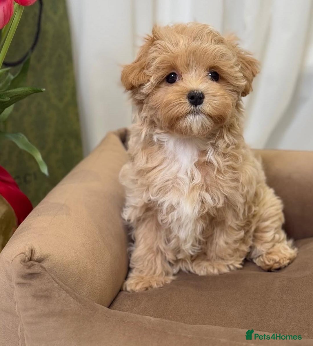 Maltipoo dogs for sale: Beautiful Best Friends Maltipoo toy puppies - Image 16