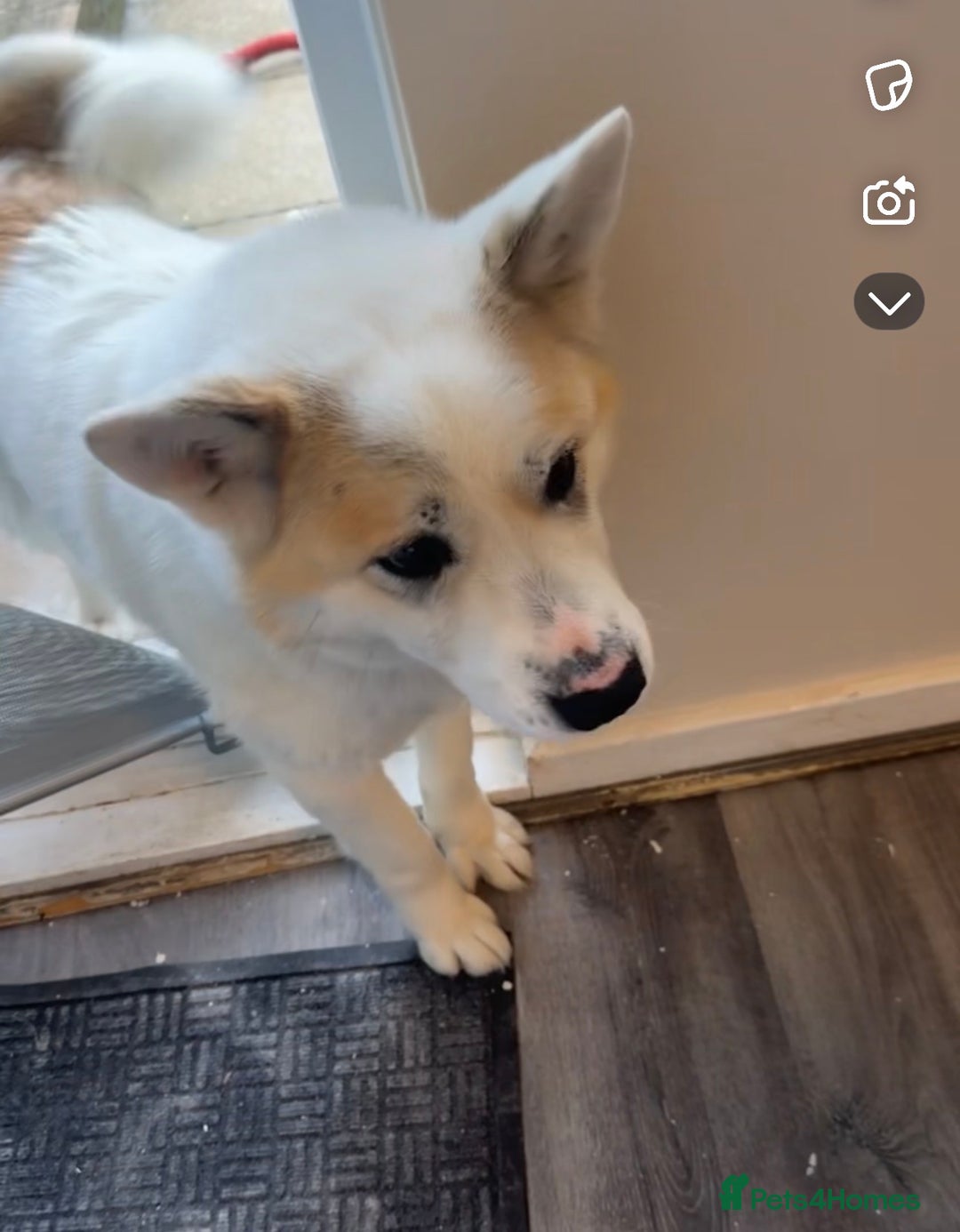 Akita dogs for sale: 2 female American akitas in need of a home!! - Advert 2