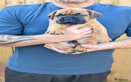 Mixed Breed dogs for sale: Boxer X Dogue De Bordeux Puppies - Image 6